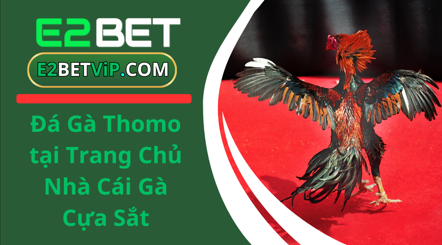 Đá Gà Thomo tại Trang Chủ Nhà Cái Gà Cựa Sắt