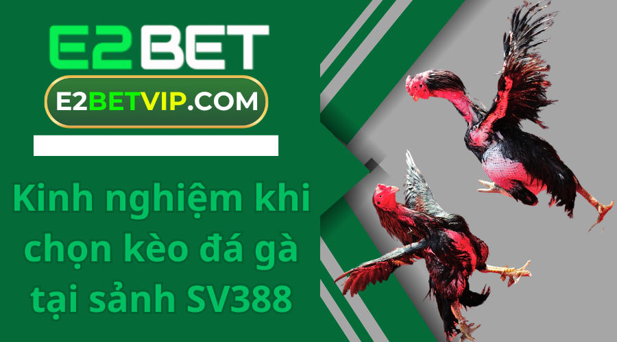 Kinh nghiệm khi chọn kèo đá gà tại sảnh SV388